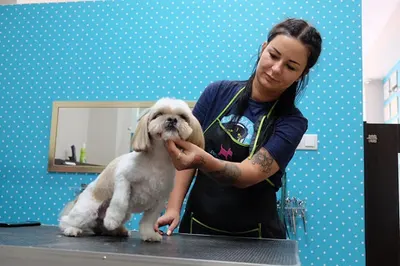 Przybij Łapkę Salon Pielęgnacji Psów i Kotów